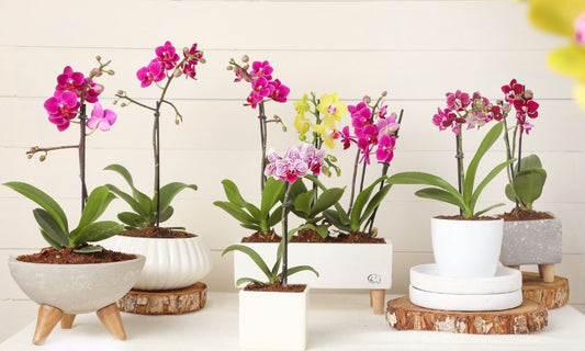 Todo lo que necesitas saber acerca de las Orquídeas Phalaenopsis