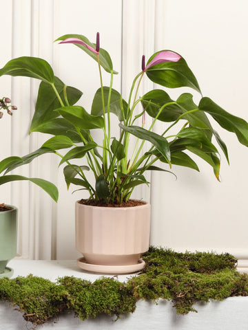 • Experiencia de jardinería, plantas purificadoras de aire para nuestros hogares