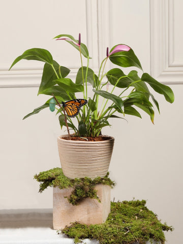 Anturio Baby con Matera en Barro Anturio Baby con Matera en Barro