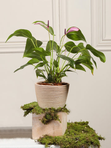 Anturio Baby con Matera en Barro Anturio Baby con Matera en Barro