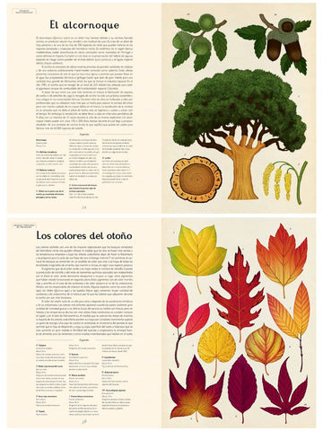 Arboretum  | Libro Ilustrado