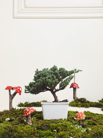Mini Bonsai Pino Wabi Sabi de 2 Años con Charm Mini Bonsai Pino Wabi Sabi de 2 Años con Charm