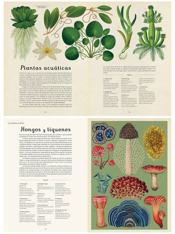 • Botanicum | Libro Ilustrado