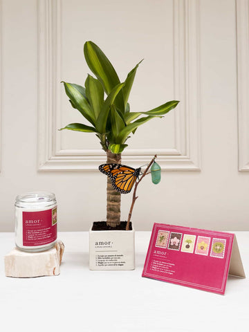 Kit Here Comes The Sun Kit Here Comes The Sun