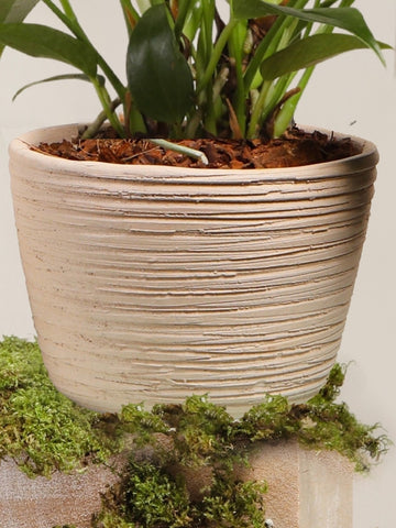 Anturio Baby con Matera en Barro Anturio Baby con Matera en Barro