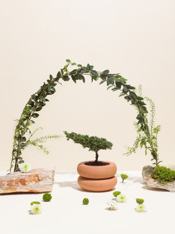 mini-bonsai-pino-maceta-barro-decoracion-con-bonsai-regalos-condolencias-cumpleanos-dia-de-la-madre-habibi-plantitas.jpg