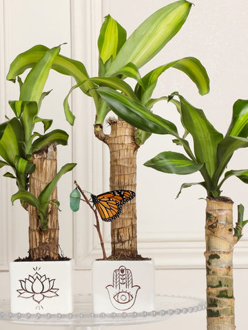 Matera Amuleto con Dracaena, Planta de la Felicidad Matera Amuleto con Dracaena, Planta de la Felicidad