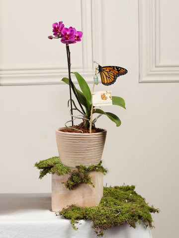 Matera Sahara con Orquidea Baby Matera Sahara con Orquidea Baby