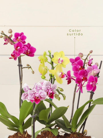 orquideas-phalaenopsis-baby-medellin-regalos-para-mujeres-regalos-plantas-de-interior-maceta-en-concreto-habibi-plantitas_8231c97c-938a-4325-b2ab-581168e37f46.jpg orquideas-phalaenopsis-baby-medellin-regalos-para-mujeres-regalos-plantas-de-interior-maceta-en-concreto-habibi-plantitas_8231c97c-938a-4325-b2ab-581168e37f46.jpg