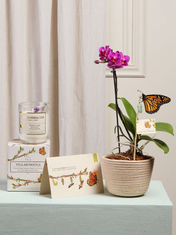 Kit Metamorfosis Kit Metamorfosis