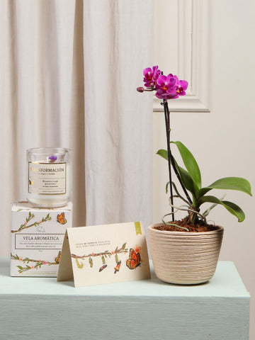 Kit Metamorfosis Kit Metamorfosis