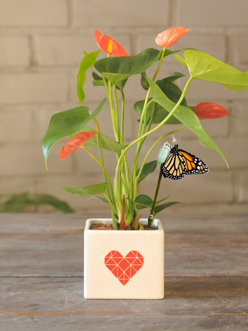 anturio-planta-de-interior-planta-del-amor-valentines-san-valentin-regalos-amor-y-amistad-regalos-para-mujer-crisalida-de-mariposa-capullo-monarca-pupa-habibi-plantitas.png