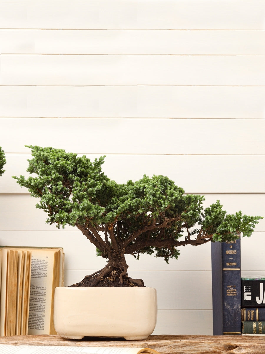 bonsai-de-pino-7-anos-planta-de-la-suerte-regalos-planta-de-interior-planta-de-la-eternidad-regalo-de-navidad-regalos-de-cumpleanos-habibi-plantitas.jpg