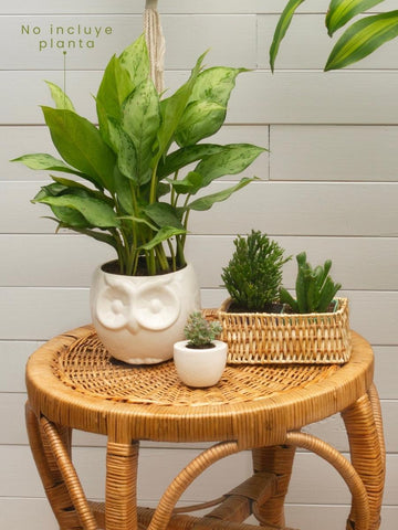maceta-ceramica-para-plantas-de-interior-maceta-buho-cuidados-de-plantas-decoracion-del-hogar-con-plantas-purificadoras-aglaonema-habibi-plantitas.jpg maceta-ceramica-para-plantas-de-interior-maceta-buho-cuidados-de-plantas-decoracion-del-hogar-con-plantas-purificadoras-aglaonema-habibi-plantitas.jpg