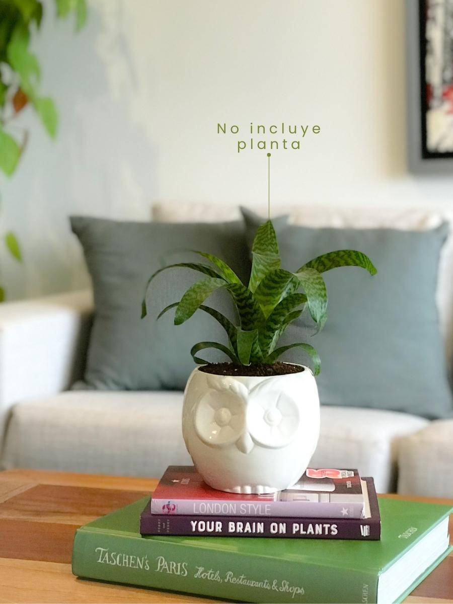 maceta-ceramica-para-plantas-de-interior-maceta-buho-cuidados-de-plantas-decoracion-del-hogar-con-plantas-purificadoras-bromelia-habibi-plantitas.jpg maceta-ceramica-para-plantas-de-interior-maceta-buho-cuidados-de-plantas-decoracion-del-hogar-con-plantas-purificadoras-bromelia-habibi-plantitas.jpg