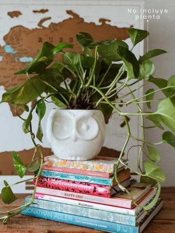 maceta-ceramica-para-plantas-de-interior-maceta-buho-cuidados-de-plantas-decoracion-del-hogar-con-plantas-purificadoras-miami-potos-habibi-plantitas.jpg maceta-ceramica-para-plantas-de-interior-maceta-buho-cuidados-de-plantas-decoracion-del-hogar-con-plantas-purificadoras-miami-potos-habibi-plantitas.jpg