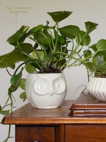 maceta-ceramica-para-plantas-de-interior-maceta-buho-cuidados-de-plantas-decoracion-del-hogar-con-plantas-purificadoras-miami-potus-habibi-plantitas.jpg maceta-ceramica-para-plantas-de-interior-maceta-buho-cuidados-de-plantas-decoracion-del-hogar-con-plantas-purificadoras-miami-potus-habibi-plantitas.jpg