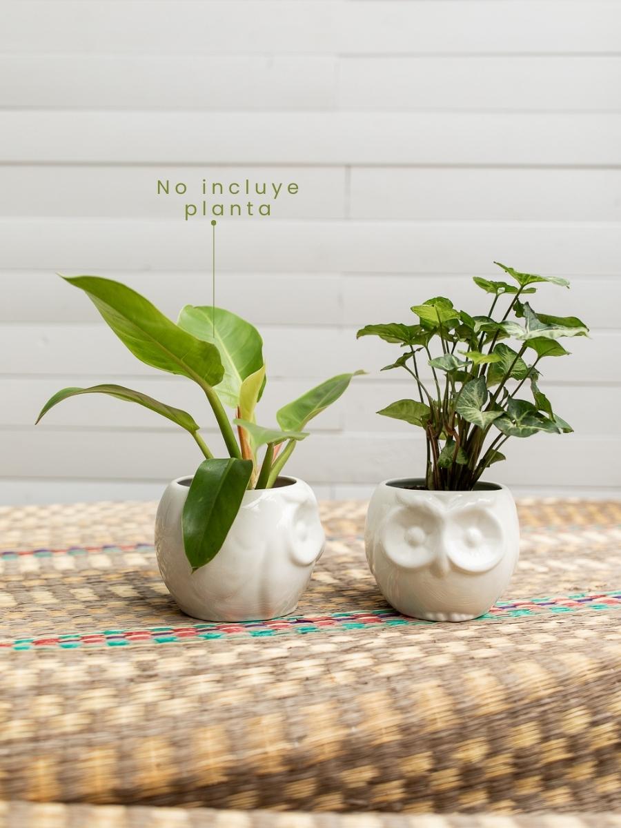 maceta-ceramica-para-plantas-de-interior-maceta-buho-cuidados-de-plantas-decoracion-del-hogar-con-plantas-purificadoras-singonio-philodendron-habibi-plantitas.jpg
