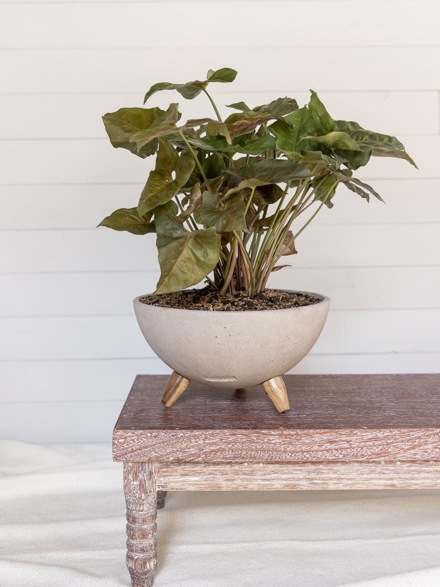 maceta-concreto-con-patas-de-madera-planta-de-interior-purificadora-de-aire-decoracion-con-plantas-jardineria-en-casa-habibi-plantitas.jpg maceta-concreto-con-patas-de-madera-planta-de-interior-purificadora-de-aire-decoracion-con-plantas-jardineria-en-casa-habibi-plantitas.jpg