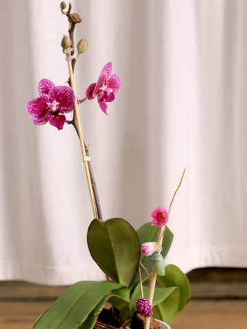 orquidea-baby-regalos-para-mujer-crisalida-capullo-de-mariposa-habibi-plantitas.jpg
