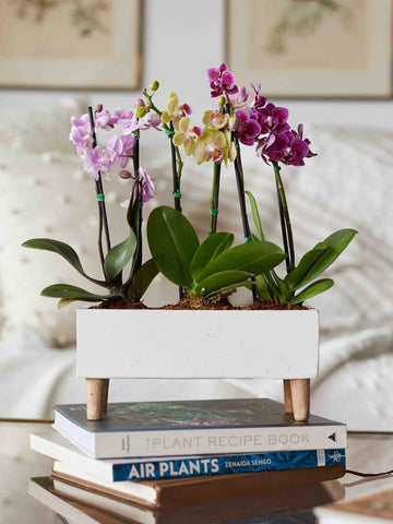 orquidea-phalaenopsis-baby-regalos-con-orquideas-plantas-de-interior-regalos-para-mujer-maceta-en-concreto-floristeria-medellin-habibi-plantitas.jpg