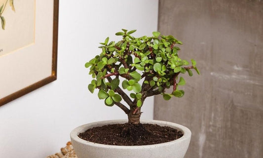 Planta de jade - Bonsái de la suerte - Significado y cuidados - Habibi Plantitas