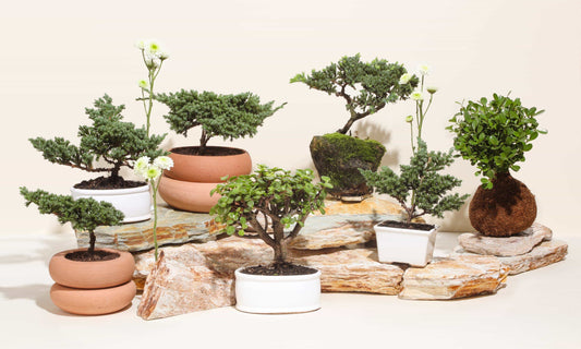¿Cuál es la regla de oro del bonsái? Principios para un diseño natural