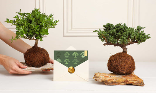 ¿Cómo mantengo mi árbol bonsái feliz? Trucos fáciles para disfrutar un bonsái sano y vibrante
