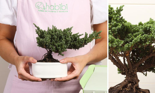 ¿Por qué regalar un bonsai? Descubre el significado detrás de este obsequio zen
