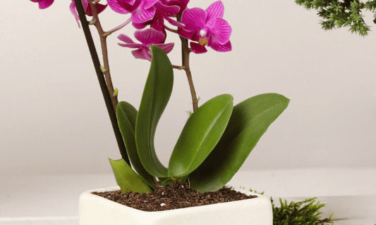 Significado de regalar una orquídea - La planta del amor - Habibi Plantitas