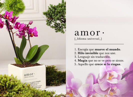 Regalos de Amor y Amistad con Plantas