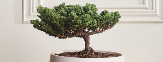 ¿Cuántas veces se le echa agua a un bonsái? Descubre el secreto para un árbol sano y feliz