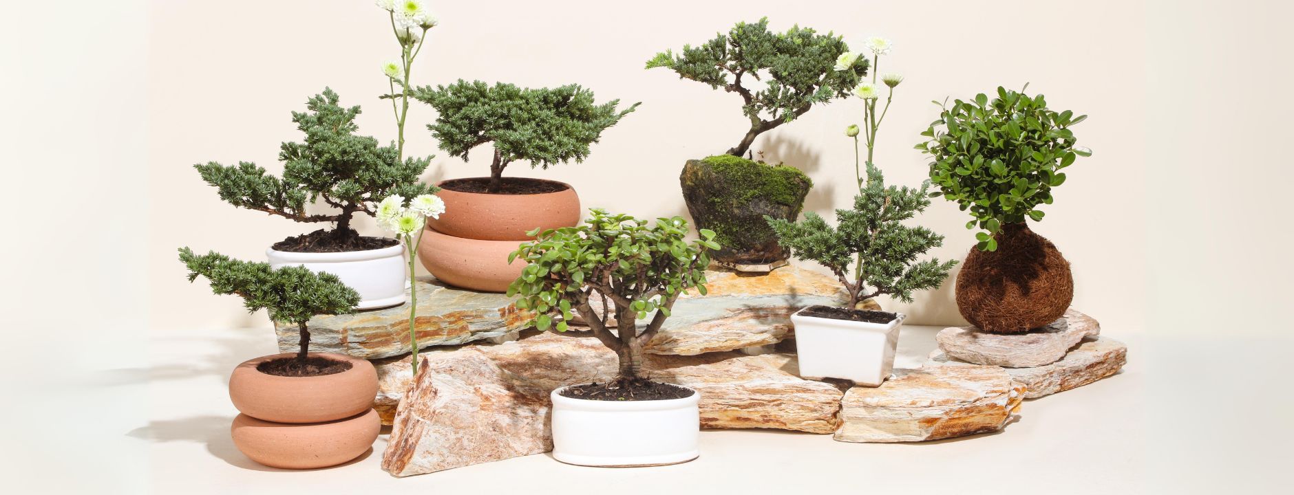 acer palmatum phoenix bonsai SOLD – B for Bonsai main image 0