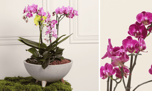 Cuidado de orquideas en casa: consejos prácticos para mantenerlas saludables