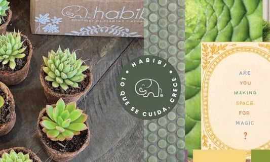 Regalos corporativos ecológicos Habibi — kits con plantas para empresas en Colombia