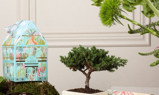 Kit Mamá Bosque Encantado - Regalos Día de la Madre Colombia 2026 - Habibi Plantitas