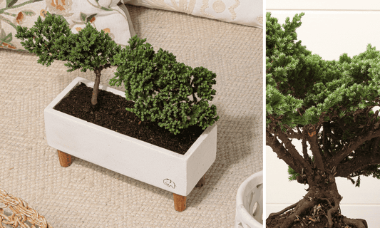 Regalos con plantas para hombres: Ideas Verdes para Sorprenderlos