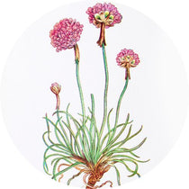 Libros de Plantas
