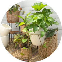 Plantas de Interior