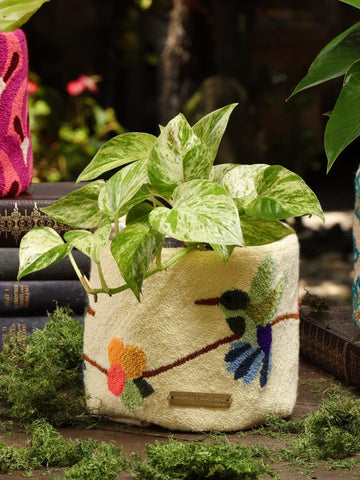 Decobag Colibri con Planta Purificadora
