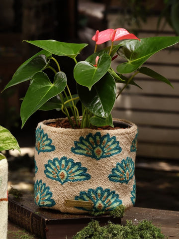 Decobag Barbudito con Planta Purificadora