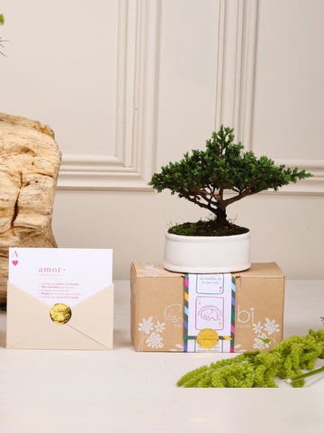 Kit Primer Amor: bonsái de pino Sakura en matera de cerámica blanca y postal con la definición de Amor en sobre, sobre fondo de la temporada Cartas de Amor.