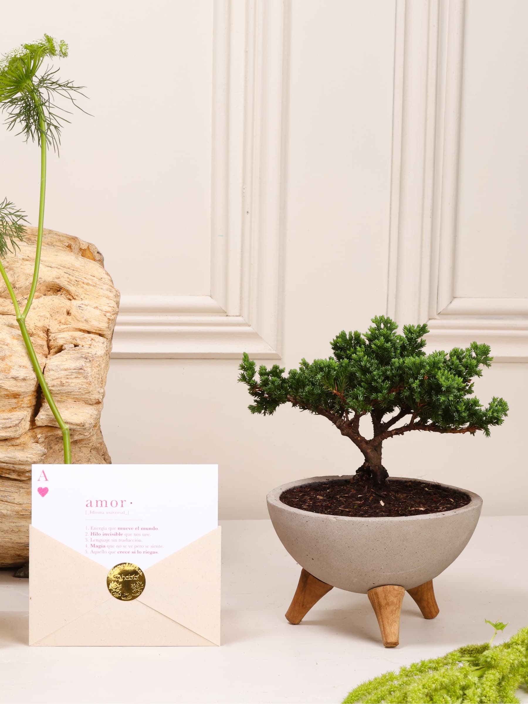 Kit Eternidad: bonsái de pino Sakura sembrado en un bowl de concreto gris con patas de madera y postal con la definición de Amor en sobre, sobre fondo de la temporada Cartas de Amor.