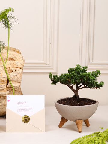 Kit Eternidad: bonsái de pino Sakura sembrado en un bowl de concreto gris con patas de madera y postal con la definición de Amor en sobre, sobre fondo de la temporada Cartas de Amor.