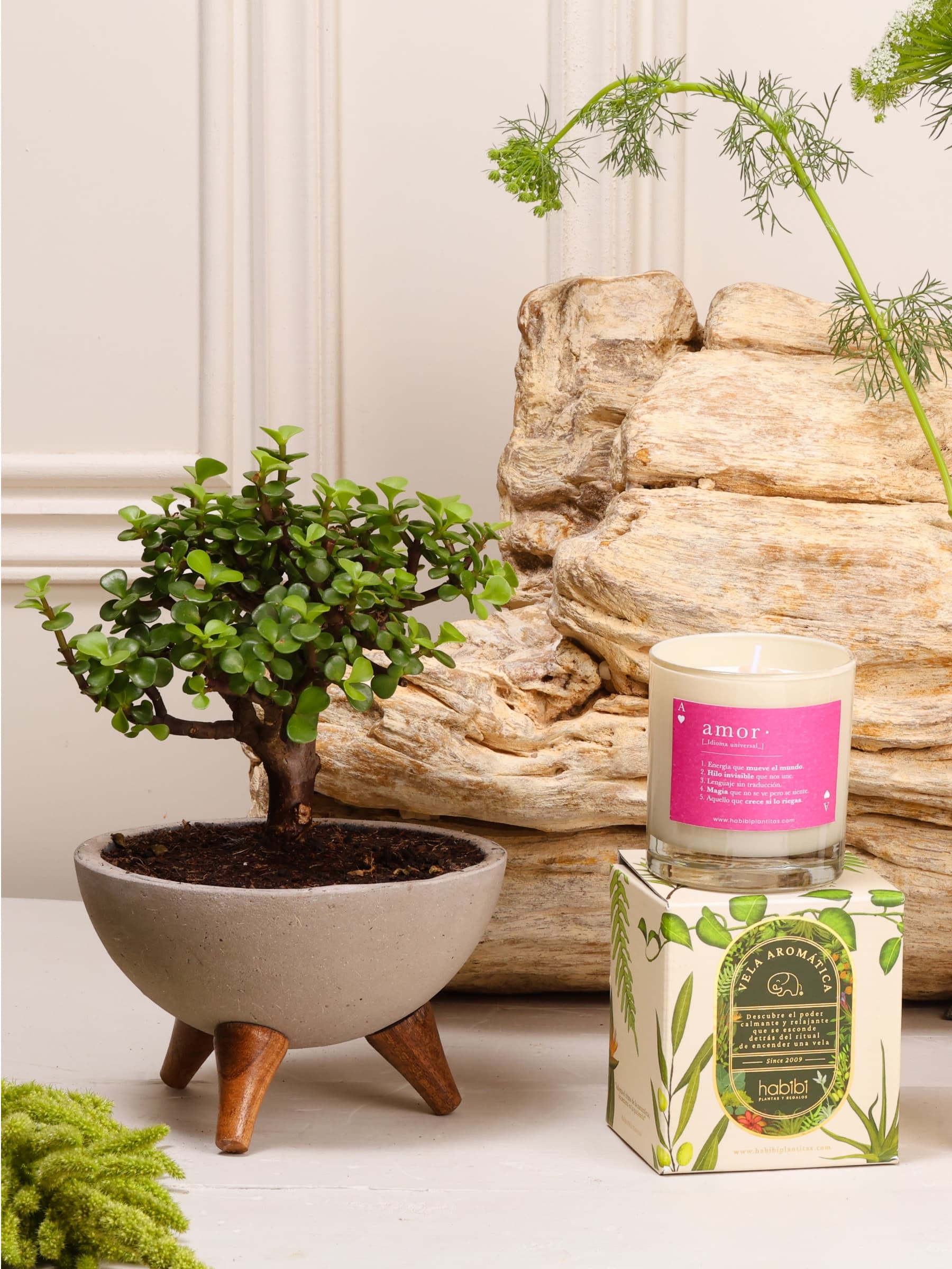 Kit Raíces Compartidas: bonsái de jade sembrado en un bowl de concreto gris con patas de madera y vela aromática con la definición de Amor, sobre fondo de la temporada Cartas de Amor.