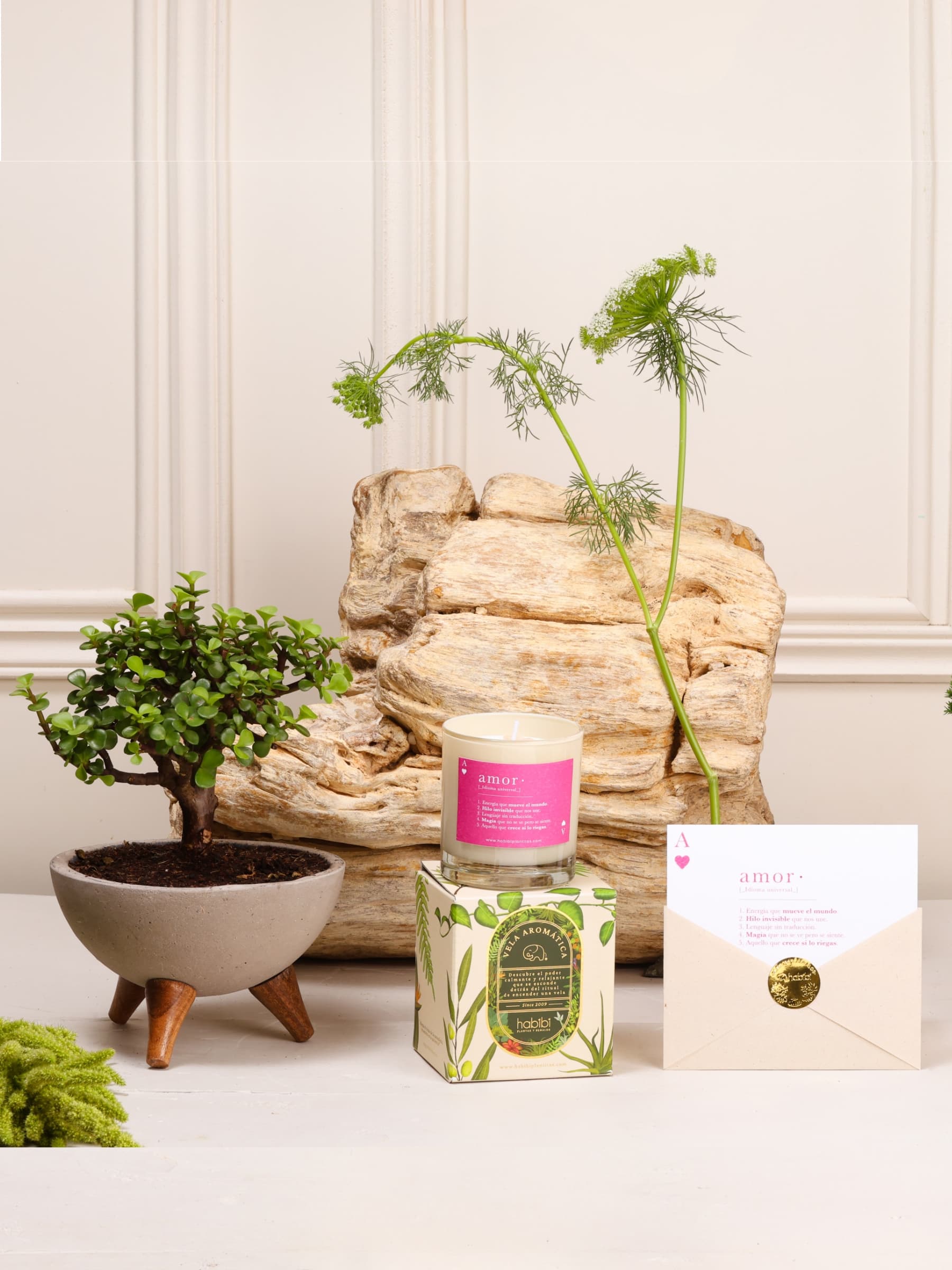 Kit Lucky Love: bonsái de jade sembrado en un bowl de concreto gris con patas de madera, vela aromática con nuestra definición de Amor y postal en sobre con sello dorado.