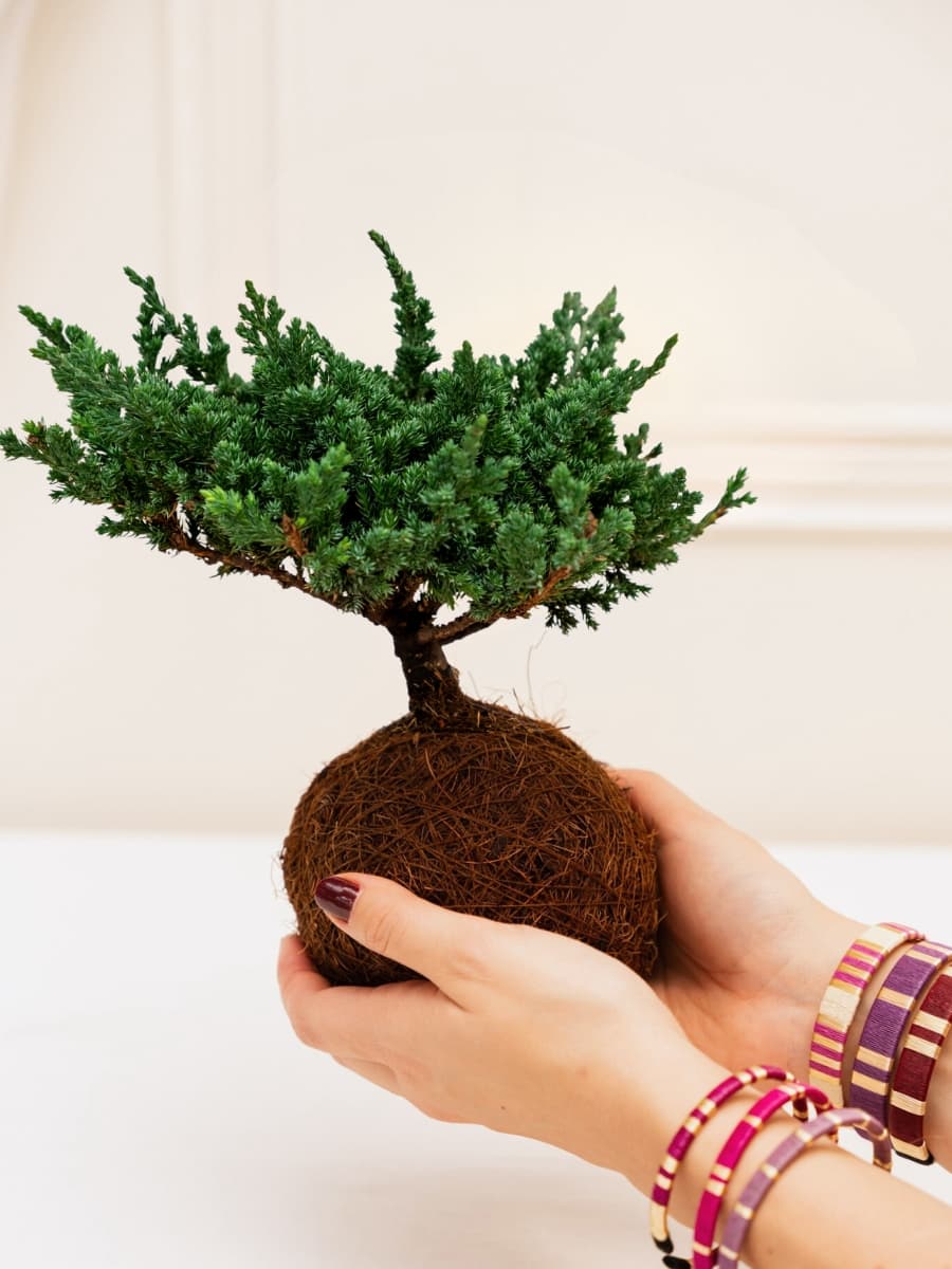 • Bonsai Kokedama Pino 3 años