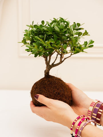 Bonsai Kokedama Osaka 3 años