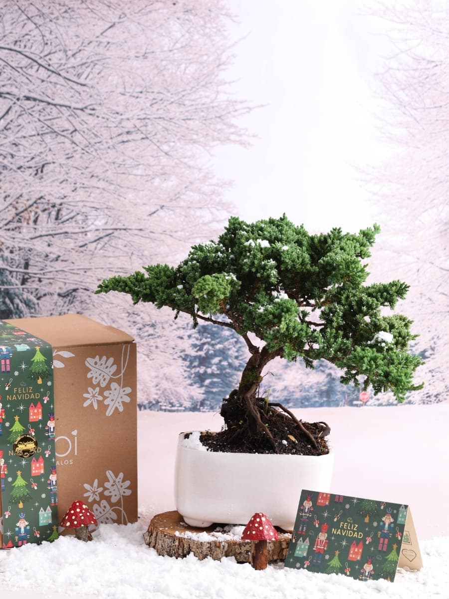 • Bonsai Ikigai Holiday Edition