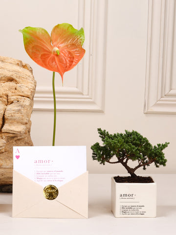 Kit Amor del Bueno: mini bonsái de pino Wabi Sabi de 2 años en matera de cerámica blanca estampada con la definición de Amor, junto a la postal en sobre, sobre fondo de la temporada Cartas de Amor.